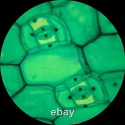 AmScope 40X-900X Phase Contrast Inverted Microscope with 5MP Digital Camera