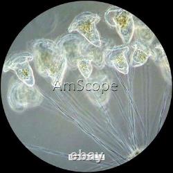 AmScope 40X-900X Phase Contrast Inverted Microscope with 8MP Digital Camera