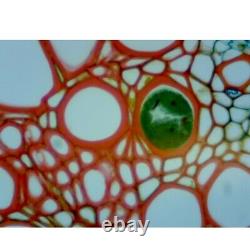 Omax 40x-2000x Digital Lab Microscope À Led Composé Trinoculaire + Appareil Photo Usb 5mp